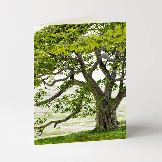 English Oak - Everyday Greeting Card - Trees