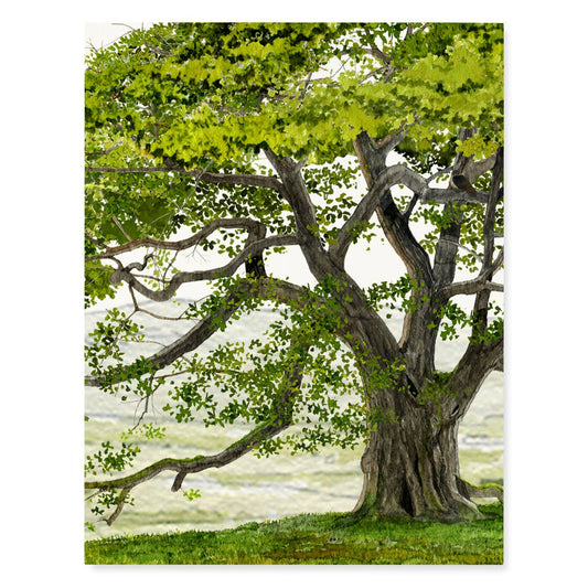 English Oak - Everyday Greeting Card - Trees