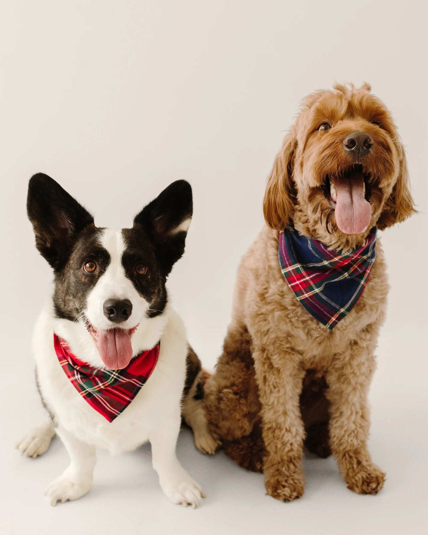 Brushed Twill Dog Bandana in Imperial Tartan - Petite Plume