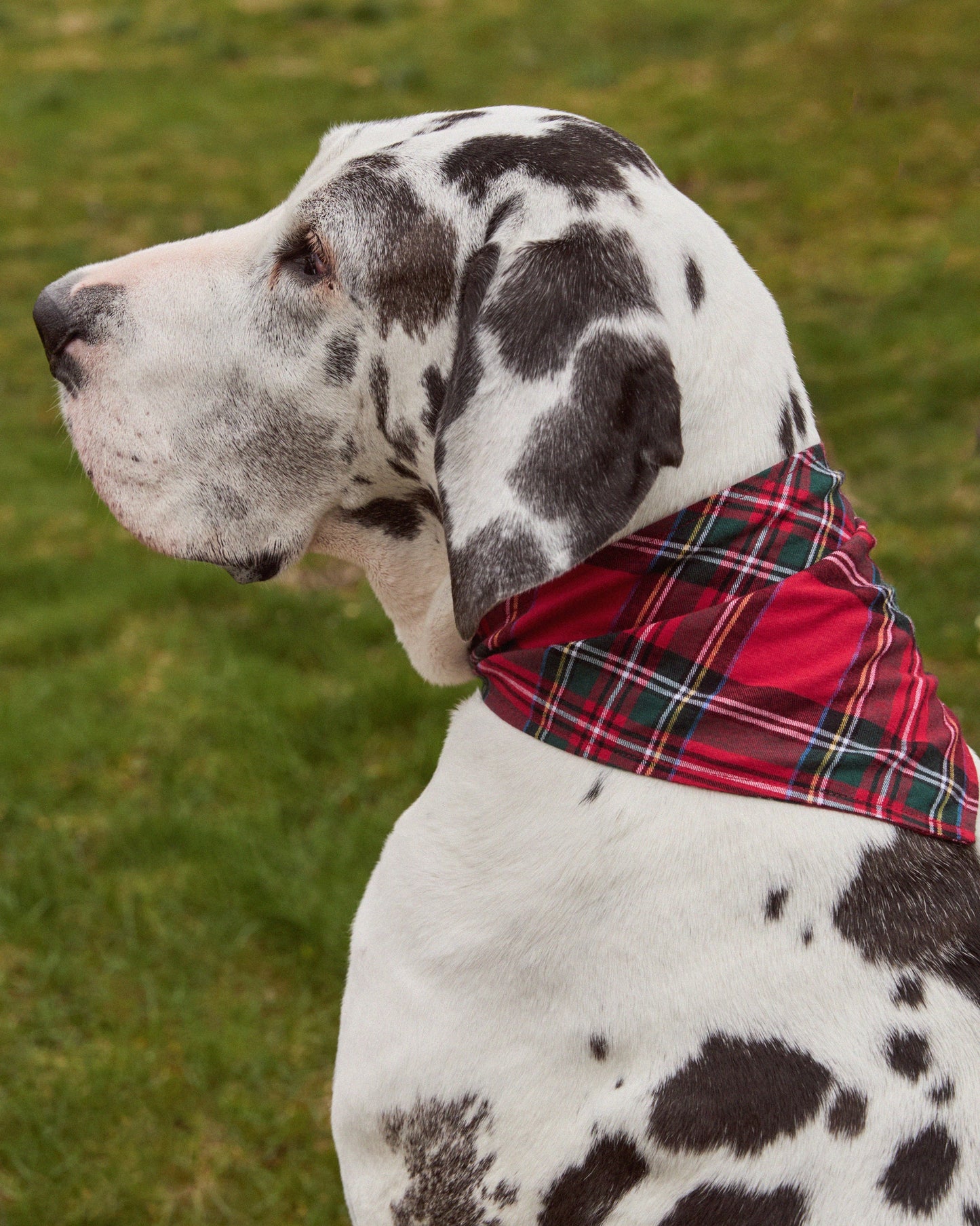 Brushed Twill Dog Bandana in Imperial Tartan - Petite Plume