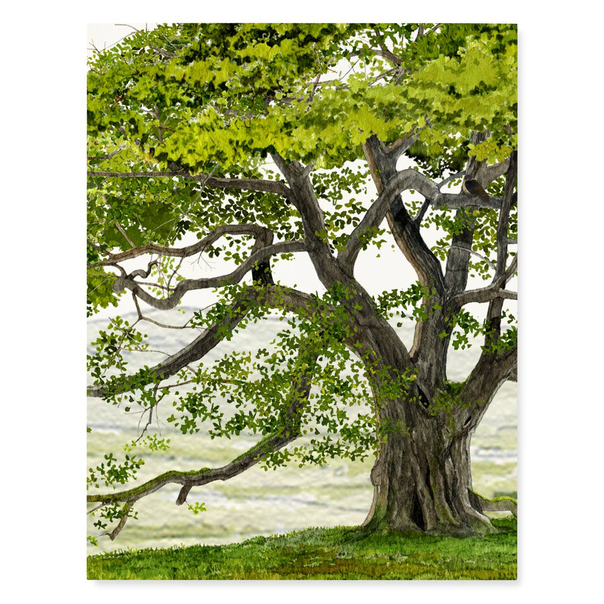 English Oak - Everyday Greeting Card - Trees